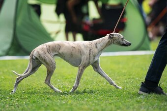 Vipet/whippet s PP - 4