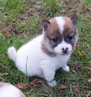 Shiba inu pinto s PP-1.vrh v ČR - 4
