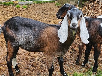 100% AN kozel s PoP - původ ER, exterier ER - 4