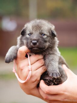 Saarloosův vlčák - prodej - 4