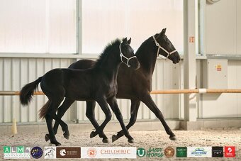 Černý hřebec BP 1.prémie - 4