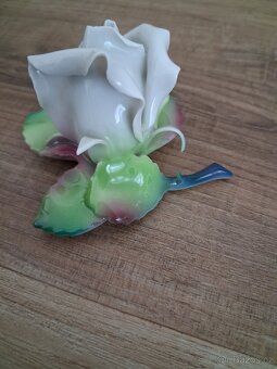 Porcelánová růže - 4