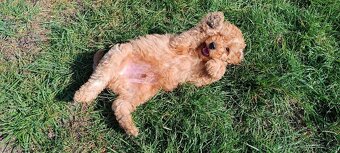 Pudel trpasličí - 4