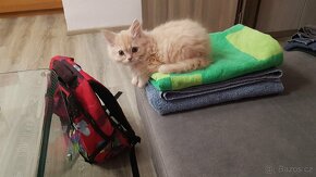 Koťata perská křížená s mainskou mývalí - volné nazrzlé - 4