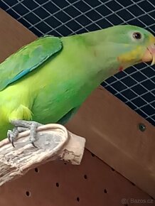 sameček papouška nádherného a samička papouška královského - 4