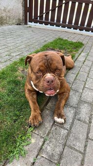 American Bully hledá milující domov - 4