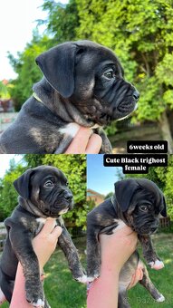 AMERICAN BULLY XL s PP - 4