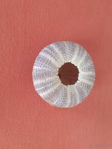 Prodám ulitu mořského ježka průměr 7,5 cm - 4