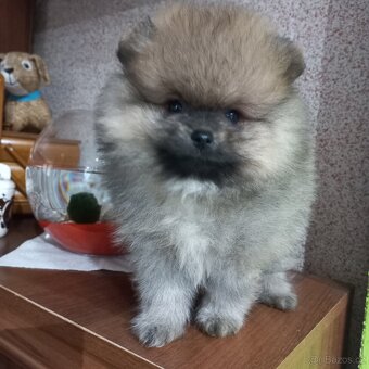 Pomeranian - kluci - 4