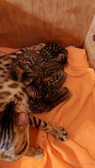 Bengalská kočka-koťátka s PP - 4