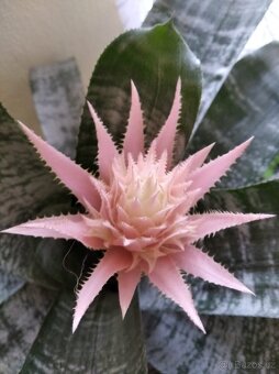Bromélie Echmea pruhovaná (Aechmea fasciata)🌺 - 4