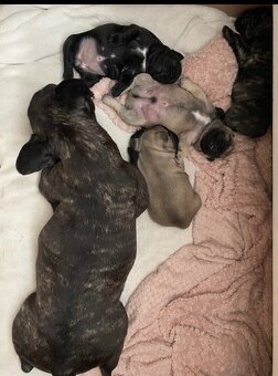 Francouzský buldoček bez PP - 4