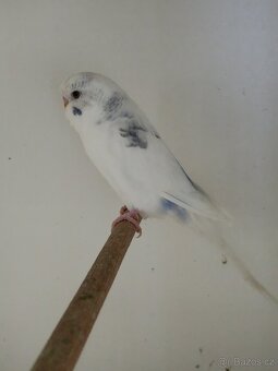 Andulka, andulky do chovu 2025 - 4