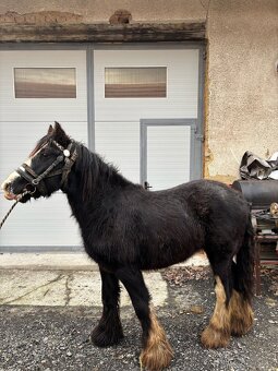 Irský cob hřebec - 4