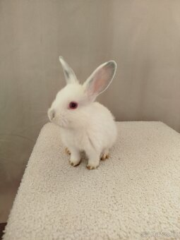 Zakrslý králíček 🐰 - 4