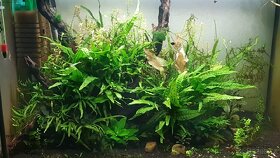 Akvarijni rostlinky - Microsorum Pteropus / hnedovka - 4