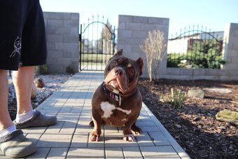 American Bully pocket size POCKET/STANDARD - 4
