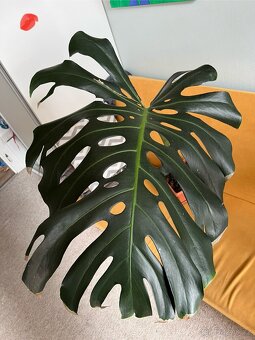 Monstera zakořeněné řízky 3ks - 4