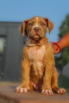 American Bully XL - 4
