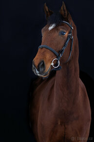 Nadějný talentovaný valach po Statis Conti - 4