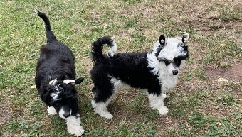 Čínský chocholatý pes s průkazem původu - 4