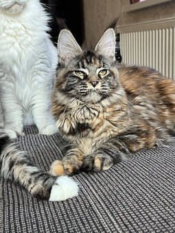 Mainská mývalí kočička s PP - 4