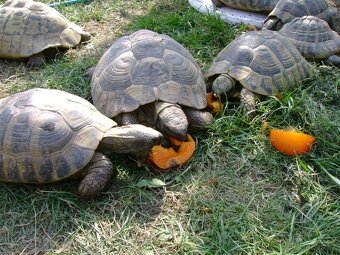 Prodám malé želvy + vybavená terária - 4