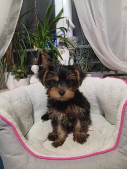 Jorkšírský teriér - 4