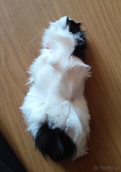 morče, morčátko - 4