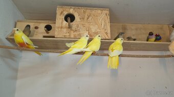 Neofema modrohlava - 4