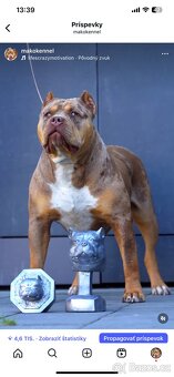 American Bully XL/XXL - 4