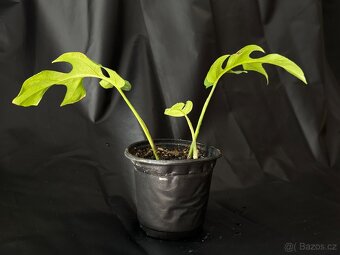 SLEVA Monstera Minima (rhaphidophora tetrasperma) - 4