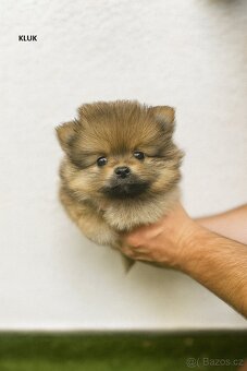 Pomeranian štěňátka (bez PP) - Ostrava - 4