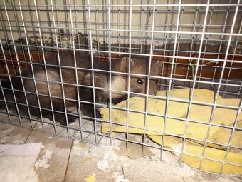 Skvělé pasti, sklopce na kuny, lišky, kočky, potkany atd - 4