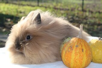 Krásná zakrslá samička teddy/lvíček s milou povahou - 4