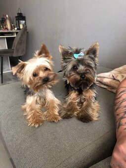 Jorkšírský teriér - 4