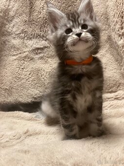 Mainská mývalí koťátka - 4