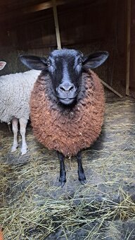 Prodám ovci a beránka - 4