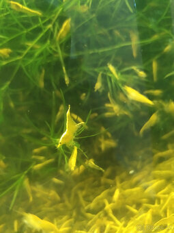 krevetky neocaridina - 4