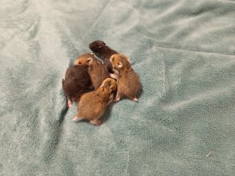 Mláďata křeček syrský - 4