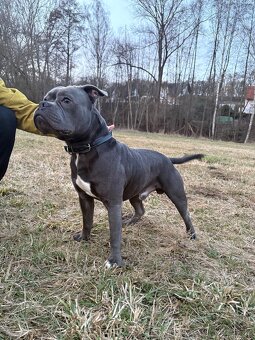 Stafordširský bulteriér - 4