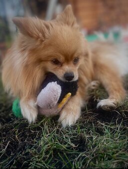 pomeranian na kryti - 4