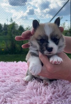 Welsh corgi pembroke s PP (FCI) - 4