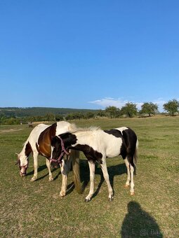 Připouštění hřebcem Welsh Pony, sekce B - 4