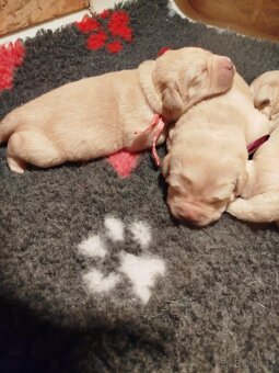 Labradorský retrívr- žlutá štěňátka s PP - 4