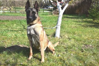 Malinoiska Naomi hledá domov - 4