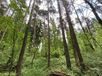 Lesní pozemek s porostem k těžbě Lštění nad Zubřinou - 4