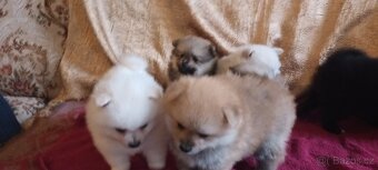 Pomeranian s PP - 4