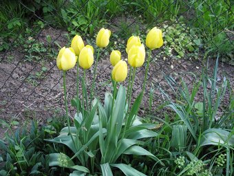 Cibule narcisů, tulipánů,trsy kopretin,řebříčků a pivoněk - 4