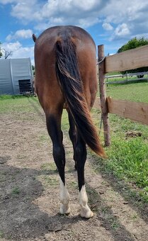 SLEVA, All around klisna APH (VS Code Red) - 4